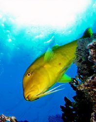 Couldn't resist taking a photo of this goatfish and sunbu... by Nikki Van Veelen 